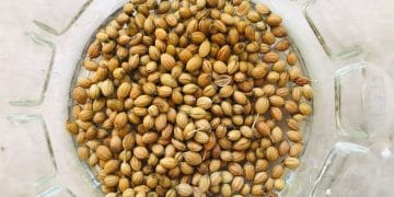 coriander seeds