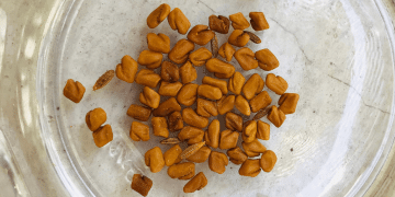 fenugreek -seeds