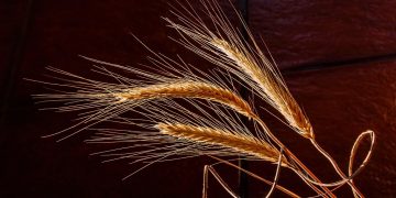 Barley