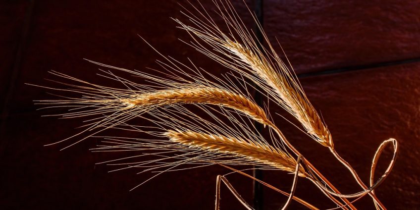 Barley