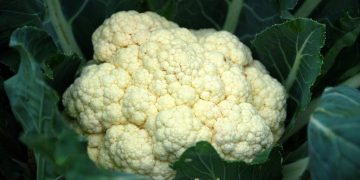cauliflower
