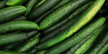 Cucumber