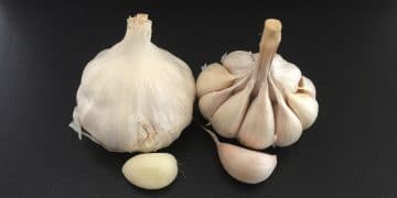 garlic