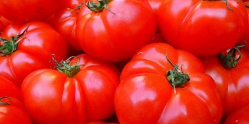 tomatoes