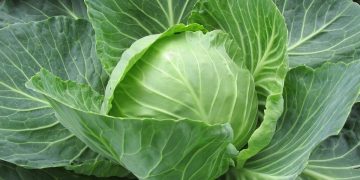 cabbage