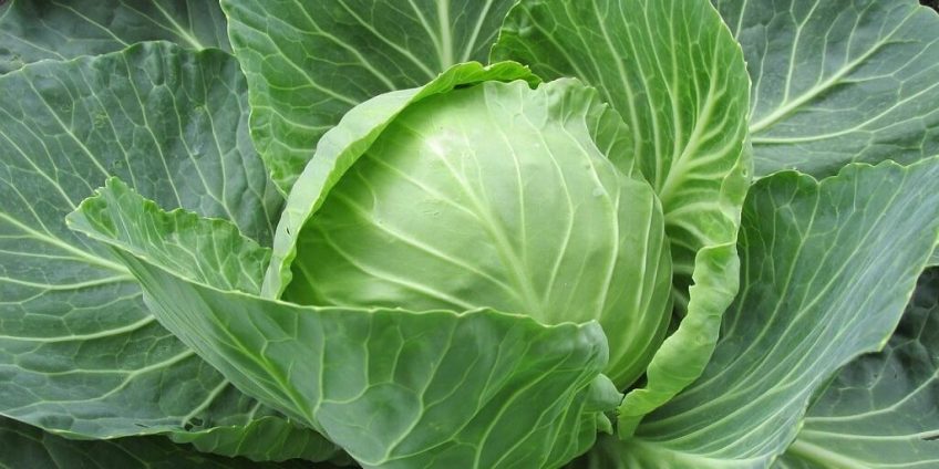 cabbage