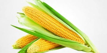 corn