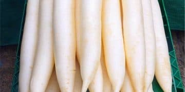radish