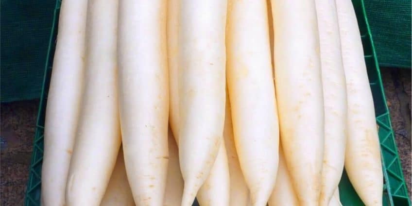 radish
