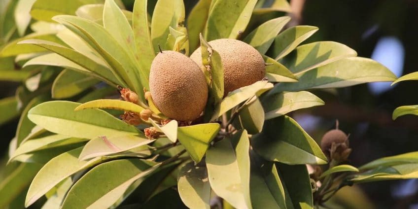 Sapodilla or Chiku
