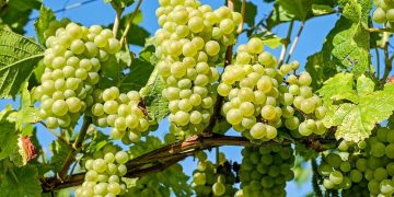 grapes