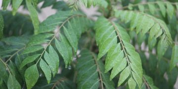 Curry Leaves