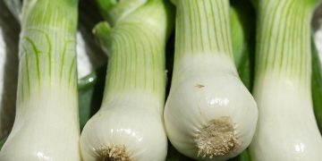 Scallion