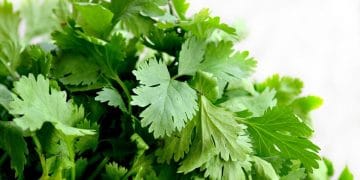 Coriander